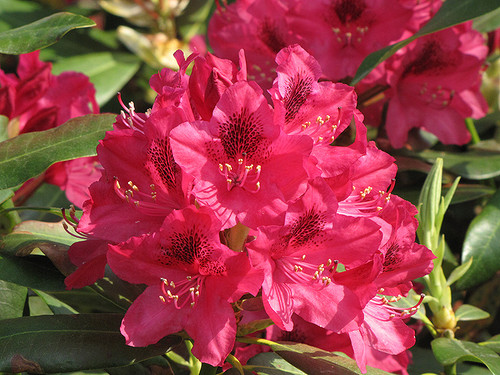RHODODENDRON 'NOVA ZEMBLA' #3