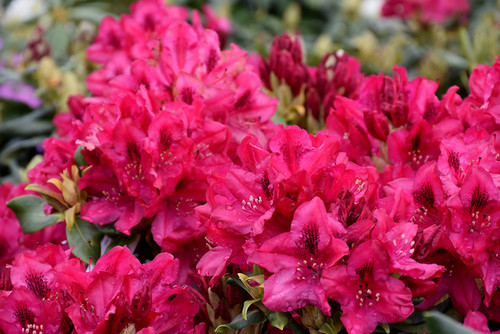RHODODENDRON 'NOVA ZEMBLA' #3