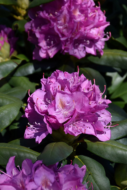 Roseum Elegans Rhododendron (Rhododendron catawbiense 'Roseum Elegans') #3