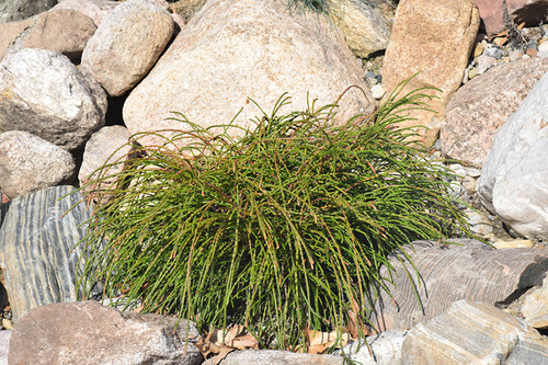 Whipcord Arborvitae (Thuja plicata 'Whipcord' 2253.2) #2 