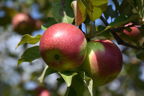 KinderKrisp Apple (Malus 'KinderKrisp' 0330.8SD) #10 SEMIDWF