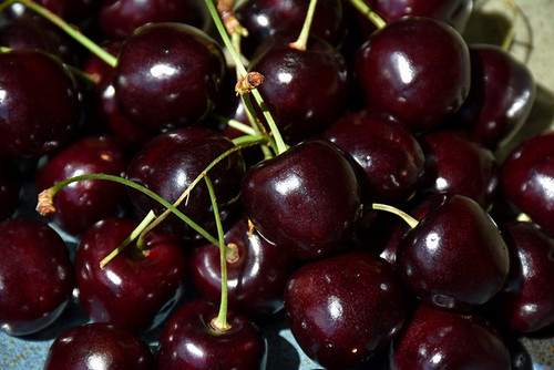 Bing Cherry (Prunus avium 'Bing' 0447.8) #10 