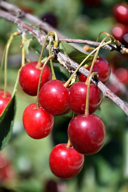 Northstar Cherry (Prunus 'Northstar' 0406.8) #10 