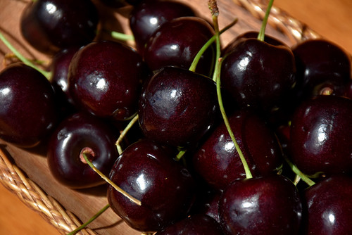 Black Tartarian Cherry (Prunus avium 'Black Tartarian' 0403.8) #10 