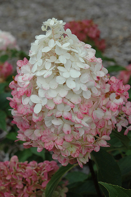 Vanilla Strawberry Hydrangea (Hydrangea paniculata 'Renhy' 1259.3) #3 