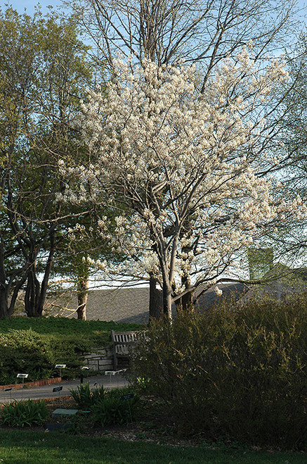 Cumulus Serviceberry (Amelanchier laevis 'Cumulus' 0086.966) #15 6'