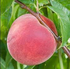 BAILEY HARDY PEACH (Prunus persica 'Bailey Hardy' 0461.8)#10