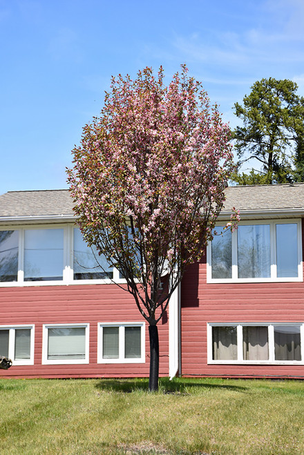 Rejoice Flowering Crab (Malus 'Rejzam' 0249.966) #15 6'