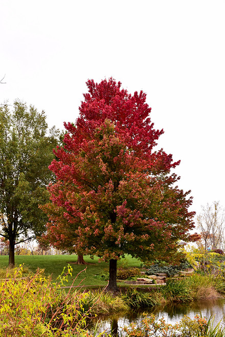 Red Sunset Red Maple (Acer rubrum 'Franksred' 0053021.) #25 1.5"