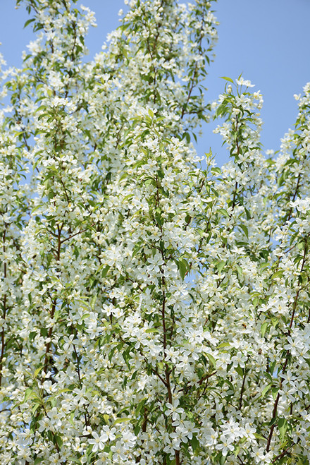 Starlite Flowering Crab (Malus 'Jeflite' 0462.966) #15 6'