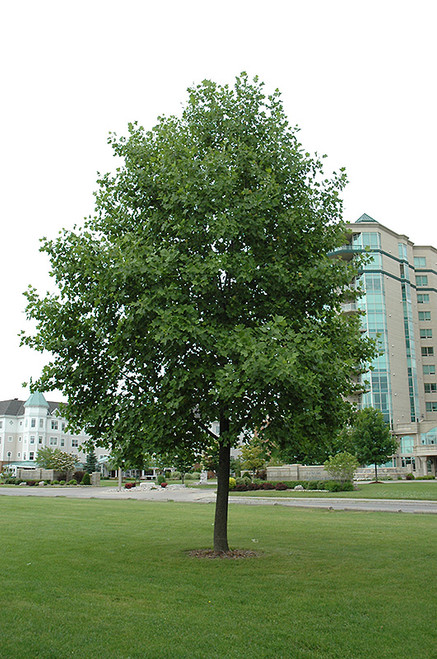Tuliptree (Liriodendron tulipifera 0215.91+) #15 1.25"