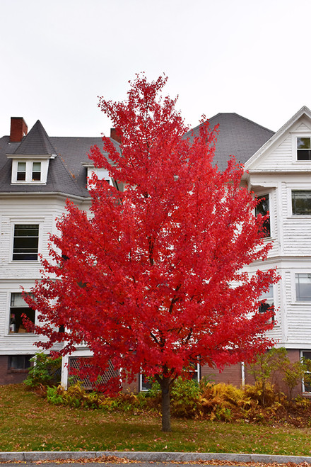 Sun Valley Red Maple (Acer rubrum 'Sun Valley' 0269.968) #15 8'