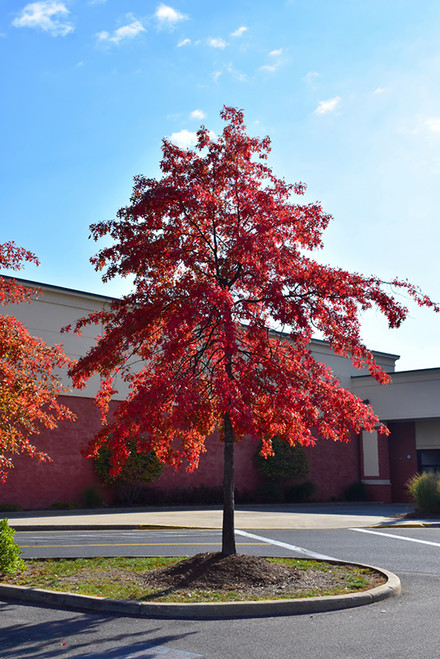 Pin Oak (Quercus palustris 0520.91+) #15 1.25"