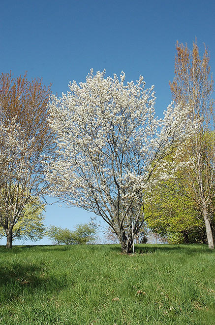 Princess Diana Serviceberry (Amelanchier x grandiflora 'Princess Diana' 1108.524) #5 24-30"