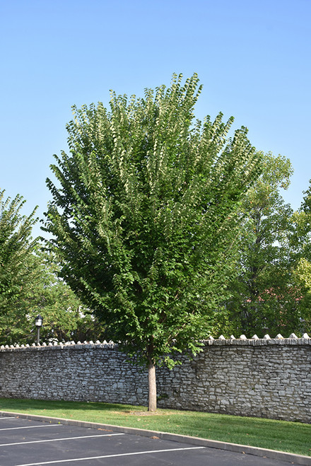 Princeton Elm (Ulmus americana 'Princeton' 0683.91+) #15 1.25"