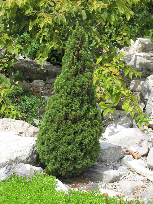 PICEA GLAUCA 'JEAN'S DILLY' #1