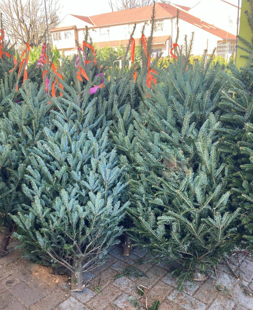 4-5' FRESH CUT FRASER FIR TREE