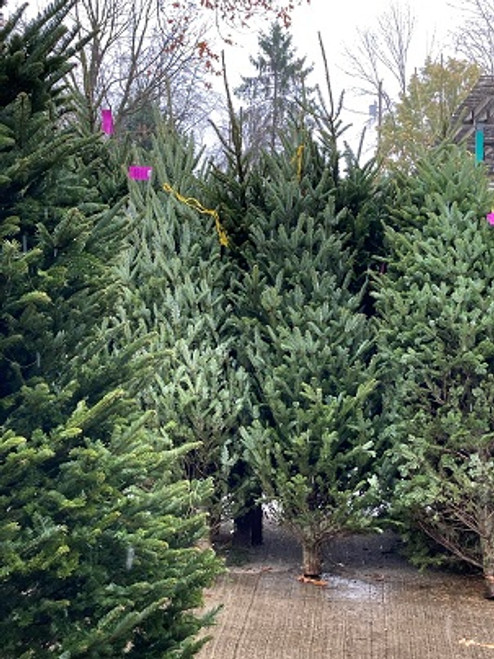 8-9' FRESH CUT FRASER FIR TREE