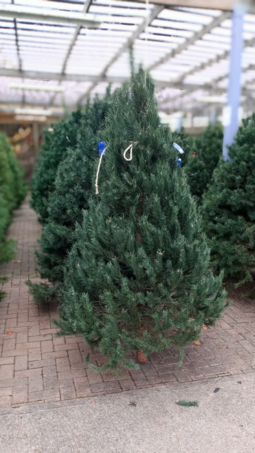 6-8' FRESH CUT SCOTCH PINE TREE