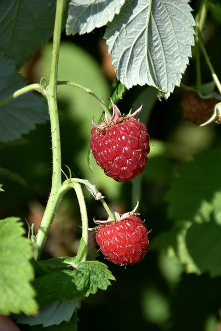 Meeker Raspberry (Rubus 'Meeker' 1808.1) #1 