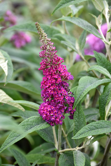 Miss Ruby Butterfly Bush (Buddleia davidii 'Miss Ruby' 1575.3PW) #3 PWINNER