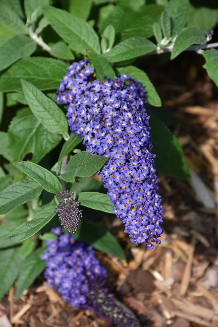 Pugster Blue Butterfly Bush (Buddleia 'SMNBDBT' 1600.3PW) #3 PWINNER