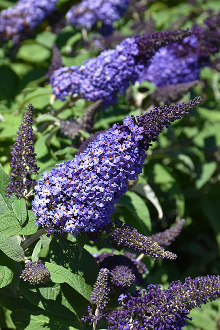 Pugster Blue Butterfly Bush (Buddleia 'SMNBDBT' 1600.3PW) #3 PWINNER
