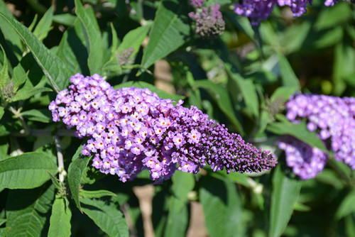 Pugster Amethyst Butterfly Bush (Buddleia 'SMNBDL' 1599.3PW) #3 PWINNER
