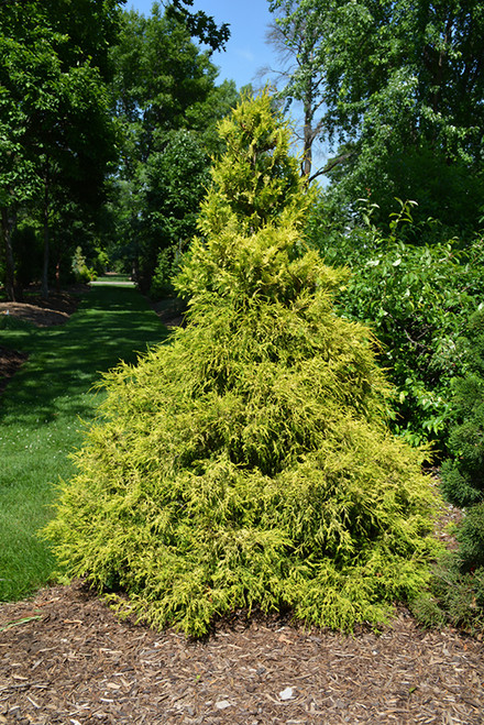 Golden Mop Falsecypress (Chamaecyparis pisifera 'Golden Mop' 2061.315) #3 15-18"