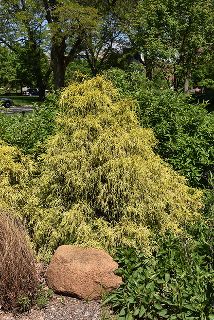 Golden Mop Falsecypress (Chamaecyparis pisifera 'Golden Mop' 2061.315) #3 15-18"