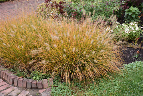 Hameln Dwarf Fountain Grass (Pennisetum alopecuroides 'Hameln' 5256.2) #2 