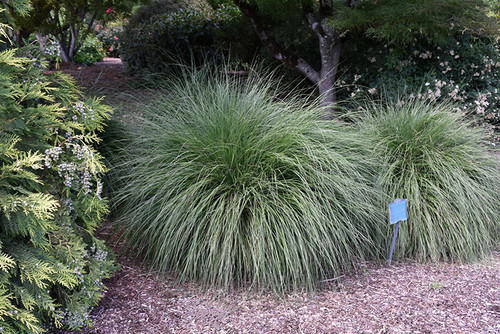 Hameln Dwarf Fountain Grass (Pennisetum alopecuroides 'Hameln' 5256.2) #2 