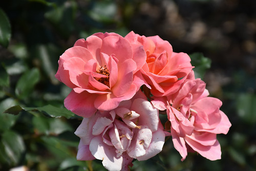 Coral Knock Out Rose (Rosa 'Radral' 7430.3) #3 