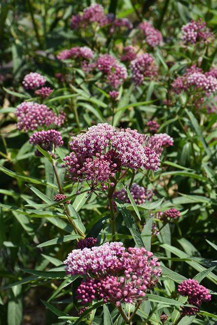 Cinderella Milkweed (Asclepias incarnata 'Cinderella' 4038.1) #1 