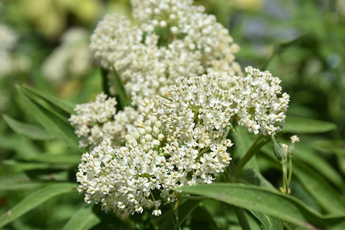 Ice Ballet Milkweed (Asclepias incarnata 'Ice Ballet' 5416.1) #1 