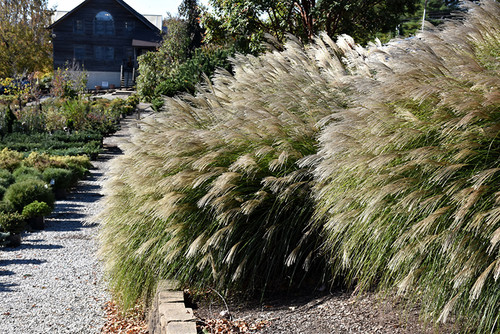 Gracillimus Maiden Grass (Miscanthus sinensis 'Gracillimus' 5139.2) #2 
