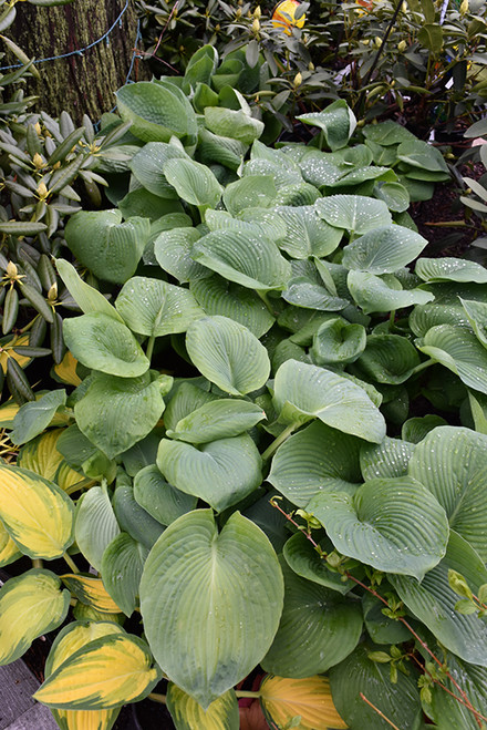 Elegans Hosta (Hosta sieboldiana 'Elegans' 4928.1) #1 