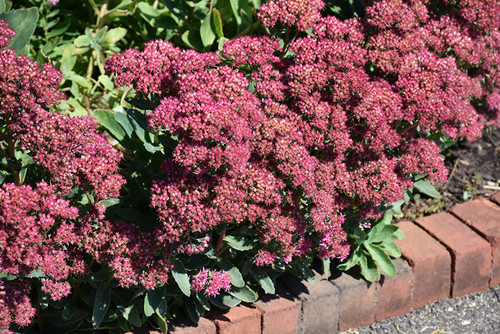Carl Stonecrop (Sedum 'Carl' 5056.1) #1 