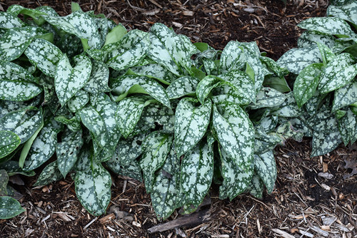 Pretty In Pink Lungwort (Pulmonaria 'Pretty In Pink' 5719.1) #1 