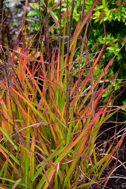 Flame Grass (Miscanthus sinensis 'Purpurascens' 5142.2) #2 
