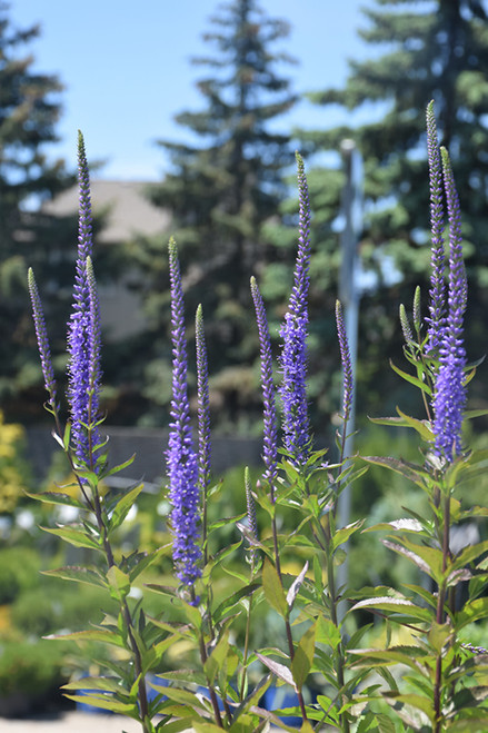 Blue Skywalker Speedwell (Veronica 'Blue Skywalker' 4895.1) #1 