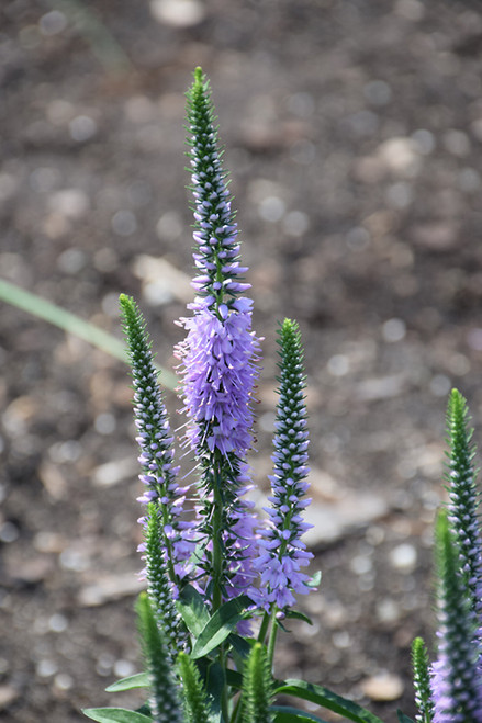 Lavender Lightsaber Speedwell (Veronica 'Lavender Lightsaber' 5395.1) #1 