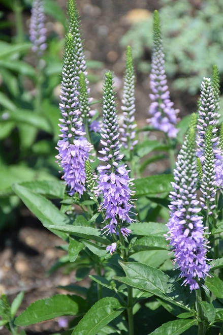 Lavender Lightsaber Speedwell (Veronica 'Lavender Lightsaber' 5395.1) #1 