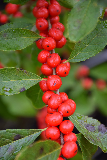 Red Sprite Winterberry (Ilex verticillata 'Red Sprite' 1790.5) #5 