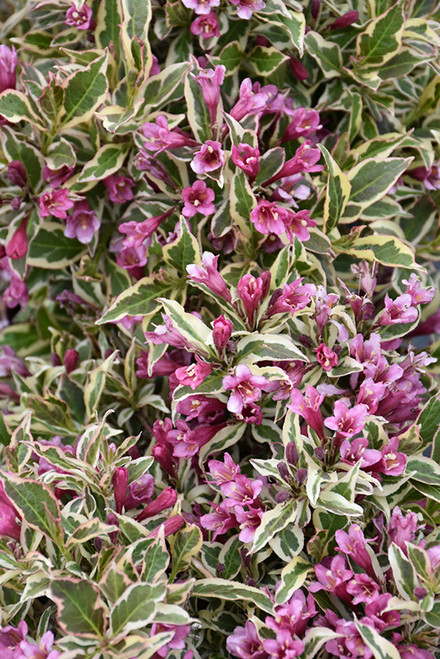 My Monet Purple Effect Weigela (Weigela florida 'Verweig8' 1537.3PW) #3 PWINNER