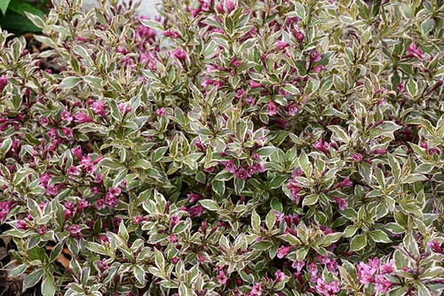 My Monet Purple Effect Weigela (Weigela florida 'Verweig8' 1537.3PW) #3 PWINNER