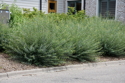 Dwarf Arctic Willow (Salix purpurea 'Nana' 1342.3) #3 