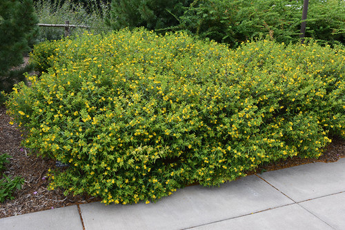 Ames St. John's Wort (Hypericum kalmianum 'Ames' 1116.3) #3 