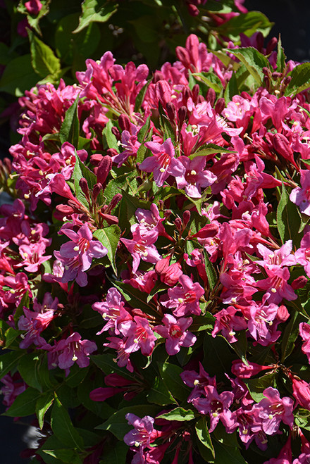 Sonic Bloom Pink Reblooming Weigela (Weigela florida 'Bokrasopin' 1523.3PW) #3 PWINNER