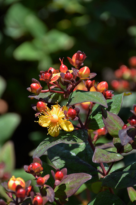 Magical Midnight Glow St. John's Wort (Hypericum x inodorum 'Kolmiglow' 1247.3) #3 